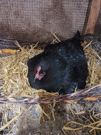 Galline