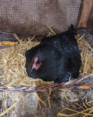 Galline