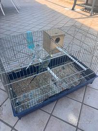 Coppia riproduttiva cocorito