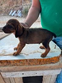 Cuccioli di Segugio Maremmano