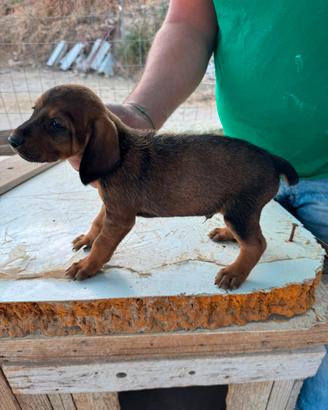 Cuccioli di Segugio Maremmano