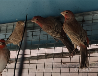 Ciuffolotto messicano