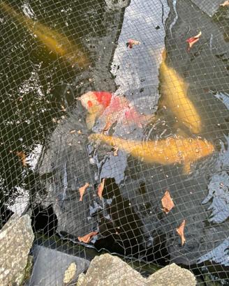 Carpe koi
