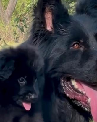 Cuccioli di pastore tedesco Total black a pelo lun