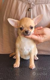 cucciola chihuahua con pedigree enci 