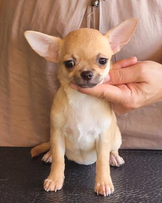 cucciola chihuahua con pedigree enci 
