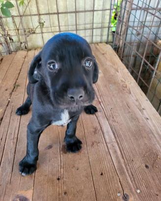 Cuccioli di setter e drathat