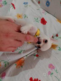 Chihuahua toy