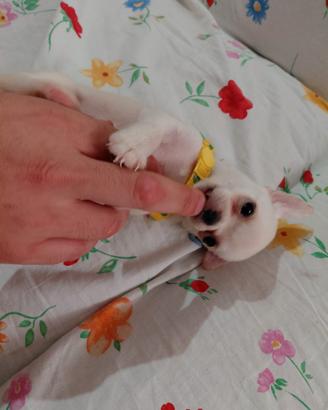 Chihuahua toy