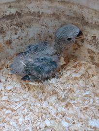 Pappagalli inseparabili roseicolli