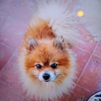 Spitz tedesco di Pomerania toy