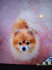 Spitz tedesco di Pomerania toy