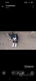 Border collie
