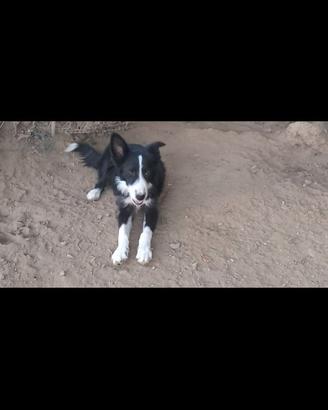 Border collie
