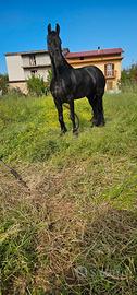 Cavalla