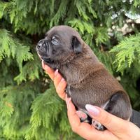 Staffordshire Bull Terrier