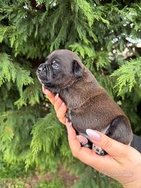 Staffordshire Bull Terrier