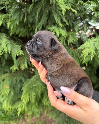 Staffordshire Bull Terrier