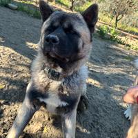 Monta akita americani