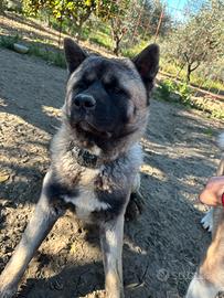 Monta akita americani