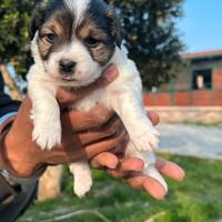 Jack Russel a pelo ruvido