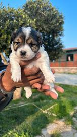 Jack Russel a pelo ruvido