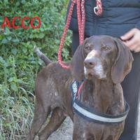 Bracco vi aspetta in canile