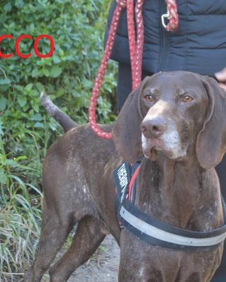 Bracco vi aspetta in canile