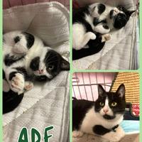 Gattino 3 mesi e mezzo