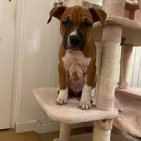 Cucciolo di american staffordshire