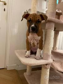 Cucciolo di american staffordshire