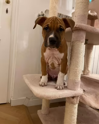 Cucciolo di american staffordshire