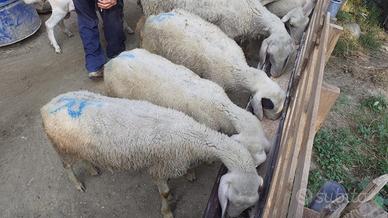 Agnelli Bergamasca Giganti