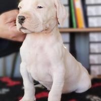 Ultimi cuccioli maschio di dogo argentino