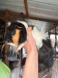 Porcellini d india maschi e femmine