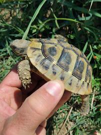 Tartaruga di terrai