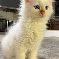 Gatto Siberiano con Pedigree
