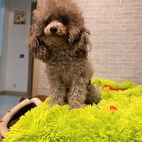 Barboncino Toy silver per ACCOPPIAMENTO