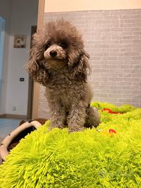 Barboncino Toy silver per ACCOPPIAMENTO