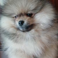 Cuccioli Spitz tedesco nano Pomerania