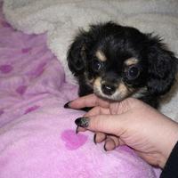 Cuccioli Chihuahua disponibili