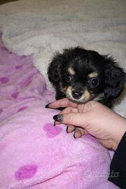 Cuccioli Chihuahua disponibili