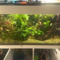 acquario per i pesci