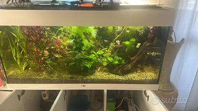 acquario per i pesci