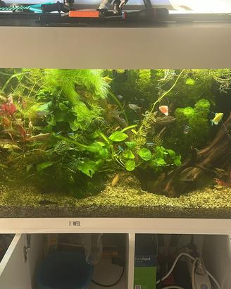 acquario per i pesci