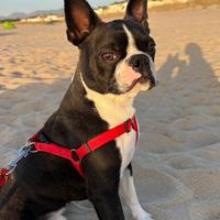 Boston terrier maschio per accoppiamento