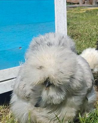 Galline moroseta silkie americane