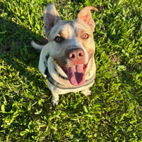 Incrocio Labrador pit bull