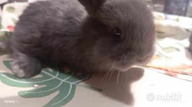 Conigli nani ariete blu