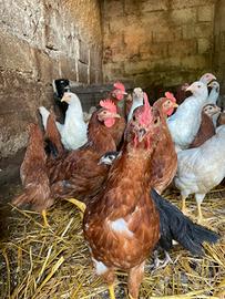 Gallinelle razza oviola